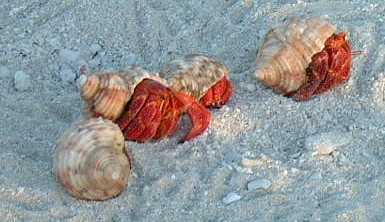 Hermit crabs are ubiquitous on the atolls of French Polynesia.