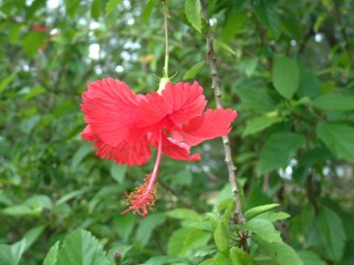 Beautiful red hibisus, one of many hybrids in the islands.