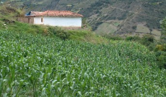 Corn and Andean house near Los Nevados