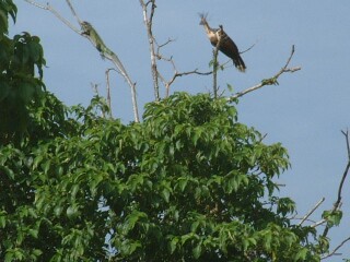 Iguana in upper left, hoatzin in upper right