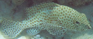 Honeycomb Grouper in New Caledonia