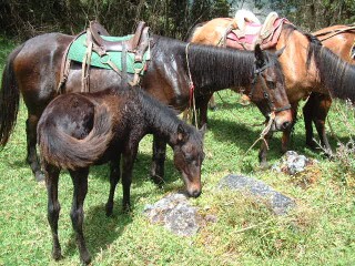 Amanda's horse with her foal, high in the mountains.