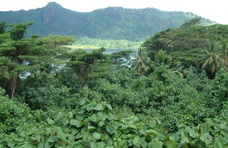 Huahine is actually 2 lush, mountainous islands