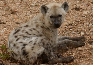 Hyena mom Kruger Park