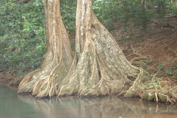 Buttressed roots along the banks of the Indian river