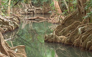 Dense ficus and mangroves line the Indian River