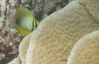 A juvenile Indian Sailfin Tang nose down in coral