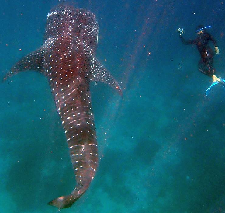 Swimming with whale-sharks at San Antonio
