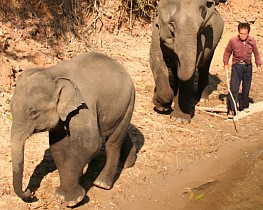 A mahout escorts a mother and baby elephant in a Thai river.