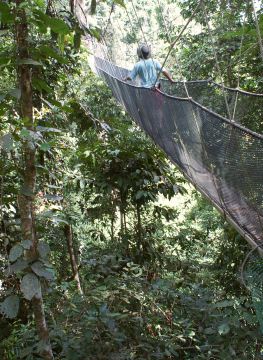 Aerial walkway in the canopy