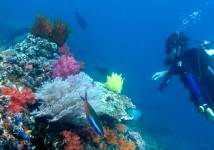 Jon Dives Triton Bay