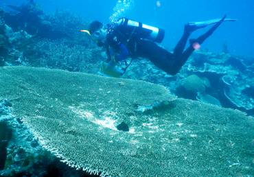 Jon dives near huge plate coral, Walo, Kafiau Islands