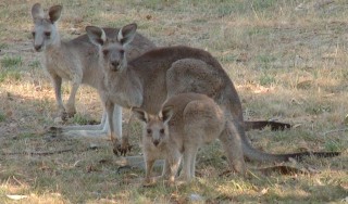A family of kangaroos in SE Australia. Curious and alert.