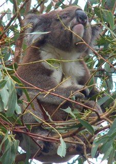 Koalas spend most their time in trees where they eat and sleep.