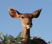 A young kudu female, Imfolozi Park