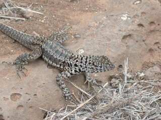 Small and well camouflaged, lava lizards are almost eveywhere. This is a male.