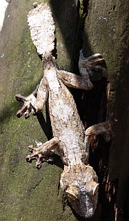 Leaf Gecko, Madagascar