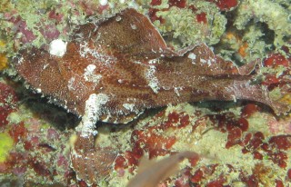 A Leaffish, camouflaged on the wreckage
