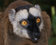 Intense stare of a Mayotte lemur.