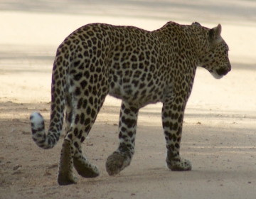 A leopard crossed right in front of us. Kruger Park