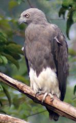 Lesser Fish Eagle, juvenile, Borneo