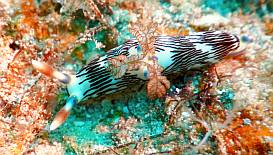 A Lined Nembrotha Nudibranch in the soft corals of Triton Bay