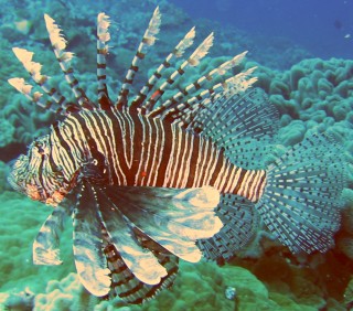 Lionfish were very common on the Tongan reefs