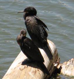 Cormorants on the edge of Kandy Lake