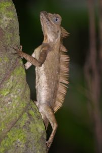 Crested lizard, found on Mt. Kinabalu, Borneo. No ID