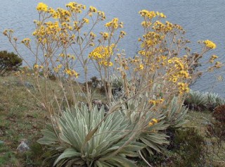 Andean Frailehon (fry-a-lon) plant