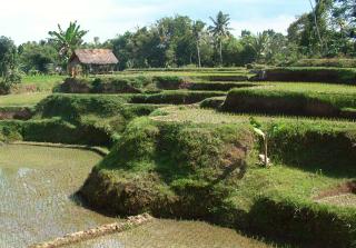 Lombok rice fields use original Dutch irrigation