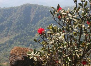 So Himalayan: R. arboreum in the Thai hills