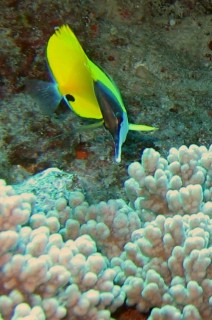 Face on with a Longnose Butterflyfish, Boulder Bay