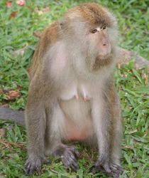 Female long-tailed macaque, Botanical Garden, Penang, Malaysia