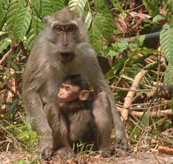 Macaque mother and baby