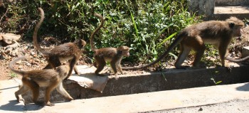 Macaque monkeys can be found most places