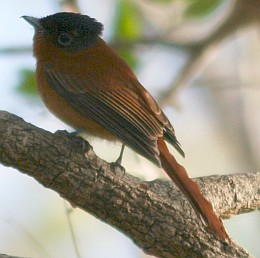Femle Madagascar Paradise Flycatcher