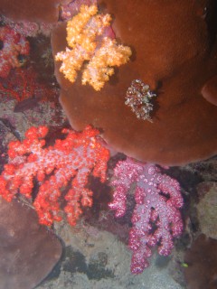 Fiji is famous for its brilliantly colorful soft corals!