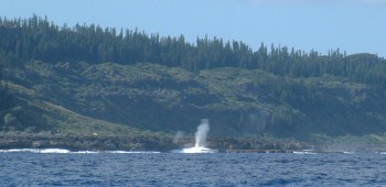 Blowhole on Mare, New Caledonia