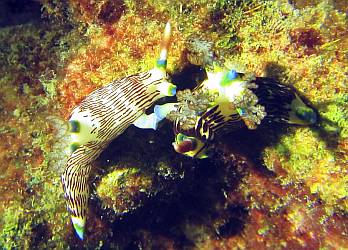 Hermaphroditic mating Nembrotha Sp nudibranchs. Photo by Rachel Mather