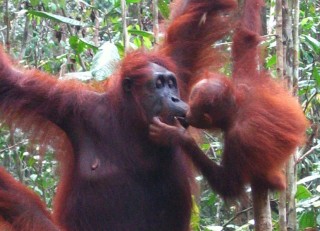 Orangutan love, mother and baby
