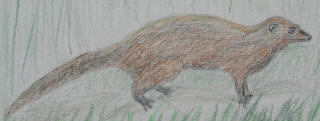 The Indian mongoose is commonly seen crossing roads and in fields.