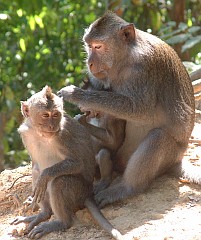 Grooming is a commmon activity for monkeys