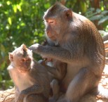 Macaque monkeys on Lombok, Indonesia