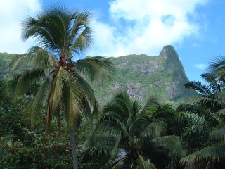 Coconut palms are found throughout the islands, and often at surprising elevations.