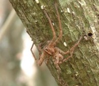 An unidentified BIG spider on a "mape" tree in Moorea.