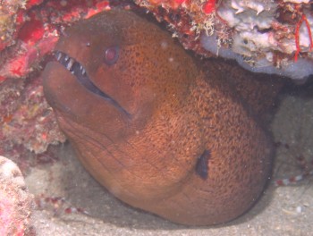 We saw some great Moray eels