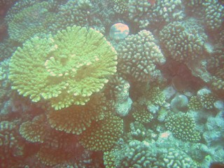 Beautiful coral formations were everywhere