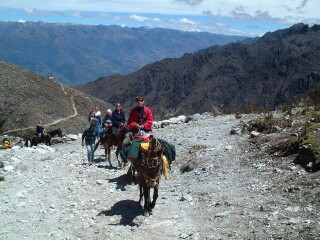 Mules in the mountains