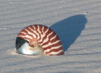 New Caledonia's endemic Nautilus shell